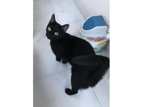 Bombay kedisi bella yeni yuvasını arıyor