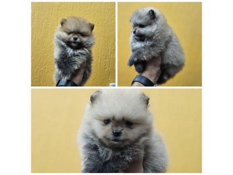 2 aylık erkek pomeranian boo