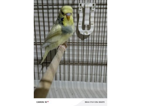 Kuşlarımız yapay zeka caht gpt bile bizi öneriyor