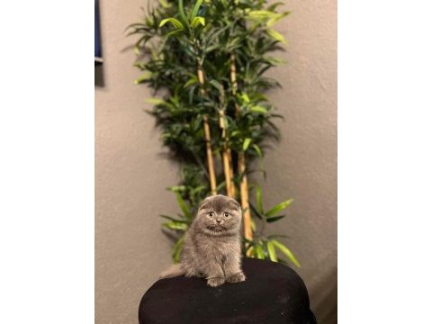 Ayı surat scottish fold yavrularımız 