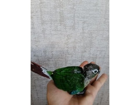 Yavru konur papağanı