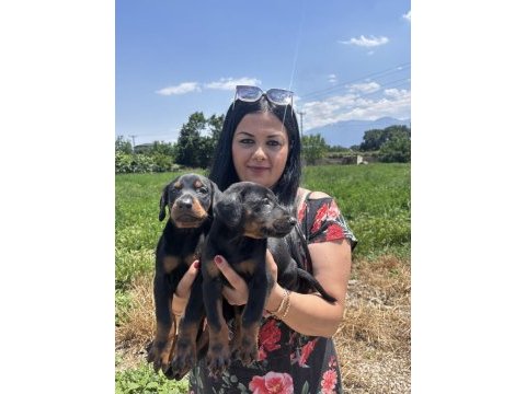 Üst kalite king doberman yavrularım