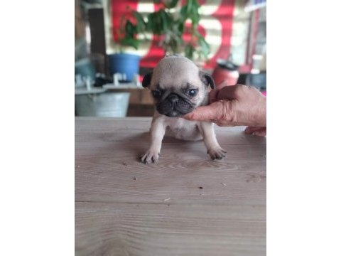 Muhteşem pug mops bebekler a kalite