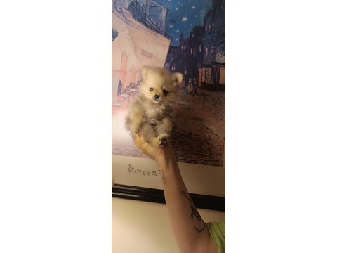 Sevimli pomeranian bebeklerim