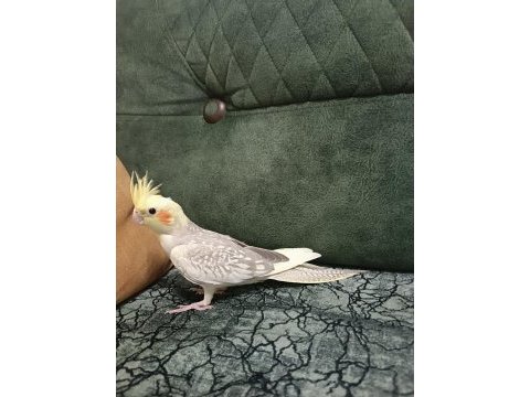 2023 yeme düşmüş yavrular pied-pearl-cinnamon sultan