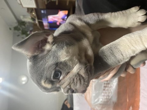 Blue lilac tan french bulldog