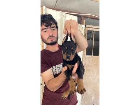 Üst kalite doberman yavruları