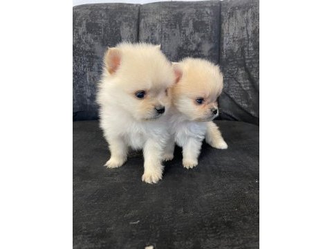 A kalite pomeranian köpeği