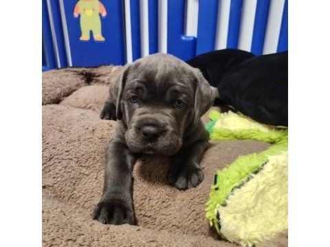 Profesyonel üretim çifliğinden cane corso kapıda ödeme