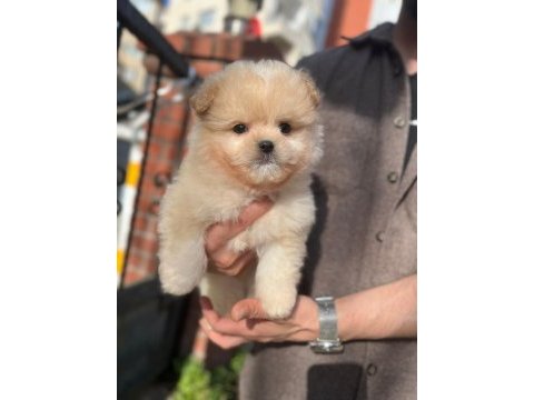 Kilo garantili maltipoo yavrumuz