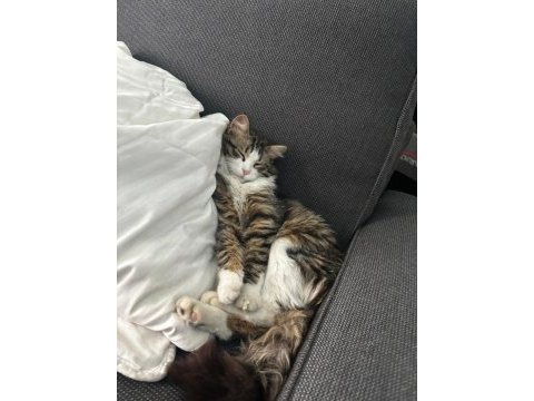 Bu sosyal kedimiz yeni ailesini arıyor