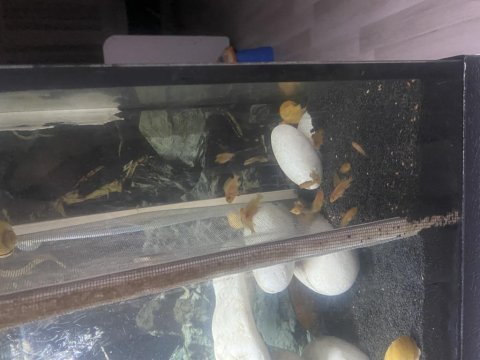 Satılık akvaryum ve balıklar