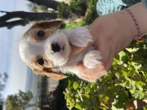 Cavalier king charles bebekler