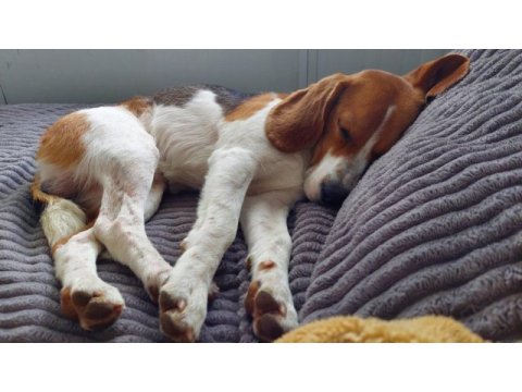 2 yaşında sağlıklı erkek beagle sahiplendirilecek