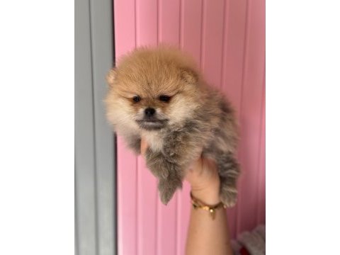 A class pomeranian boo