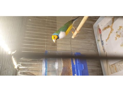 Goldian finch