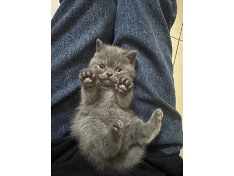 Scottish fold ve british shorthair