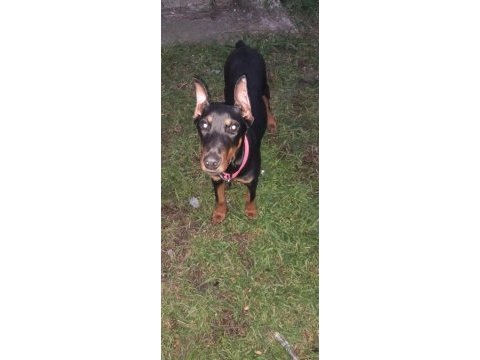 Bugün satılması lazım o yüzden çok uyguna gidecek doberman