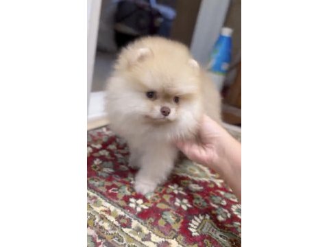 Sağlık ve ırk garantili pomeranian