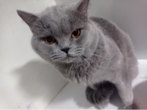 Dişi ve erkek british shorthair