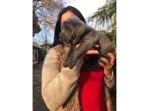 Üst kalite dev cane corso yavrularım