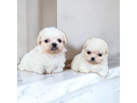 Maltese terrier çok sevimli yavrular