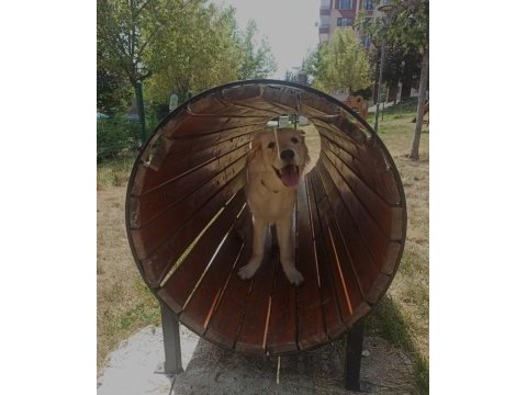 Çok sevecen dişi golden retriever