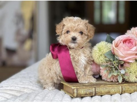 Orjinal kore anne babadan maltipoo yavrular 