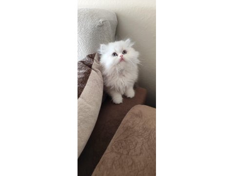 Safkan ırk sağlık garantili british longhair kediler