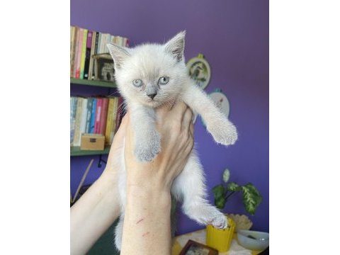 Sahiplendirme british shorthair
