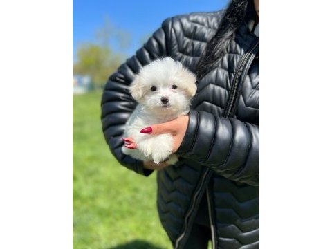 Minik akıllı maltipoo erkeğim
