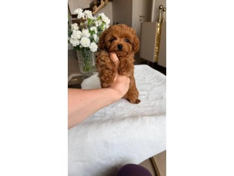 Kore maltipoo bebeklerimiz