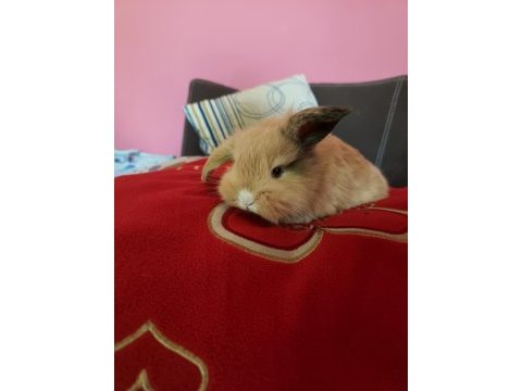 Evcil lop tavşanı