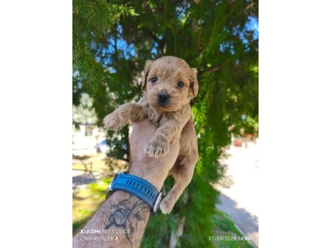 Sağlıklı ve dünyalar tatlısı maltipoo köpekler