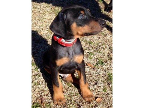 Doberman dolandırılmaya son kapıda ödeme hizmeti