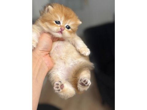 Golden british longhair