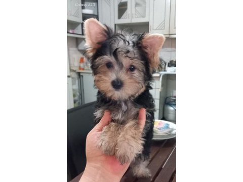 3 aylık dişi yorkshire anne baba kendi köpeğimiz