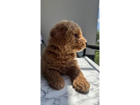 En güzel poodle köpekler