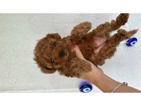 Sağlık garantili toy poodle kore