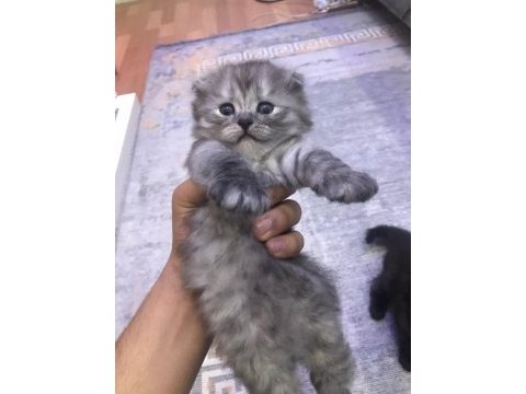 Tatlı eğitimli yavru cins kediler