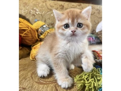 Saf kan golden british shorthair yavrular (wcf kayıtlı)