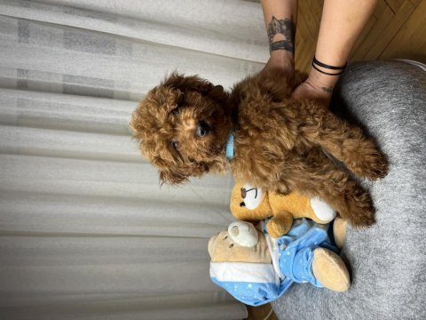 Poodle yavrumuz