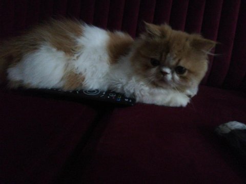 1 yaşındaki tatlı exotic shorthair kedisi