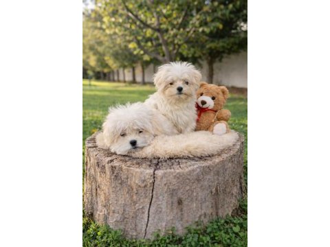 İnanılmaz fiyatlara a kalite maltipoo yavrular