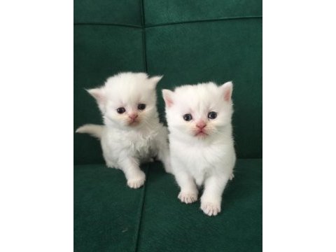 Baba secereli safkan british shorthair yavrular