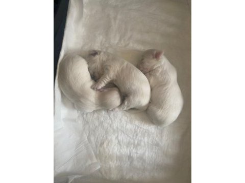 Tea cup maltese