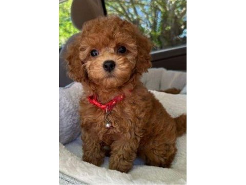 Toy poodle köpekler