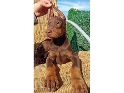Kızıl asıl doberman yavru