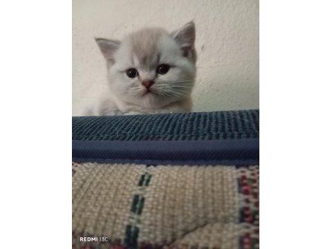 Efsane british shorthair bebeklerim