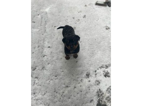 Macar rottweiler 2 aylık